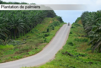 plantation_palmier